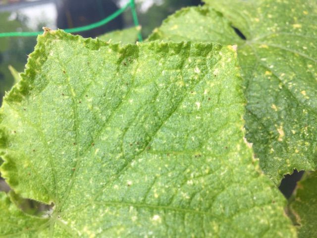 無念 キュウリ終了 業務外 緑化活動の記録