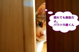 �ѥ�ϥ龡