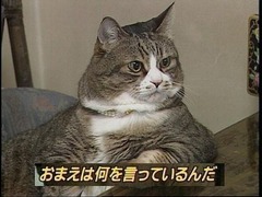 530px-お前は何を言ってるんだ(猫)