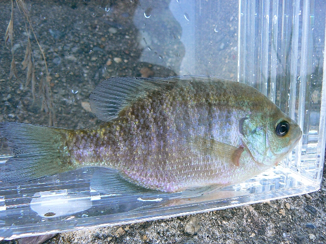 07 水辺の生き物 ブルーギル ふらふら見聞録 07 水辺の生き物 ブルーギル ふらふら見聞録
