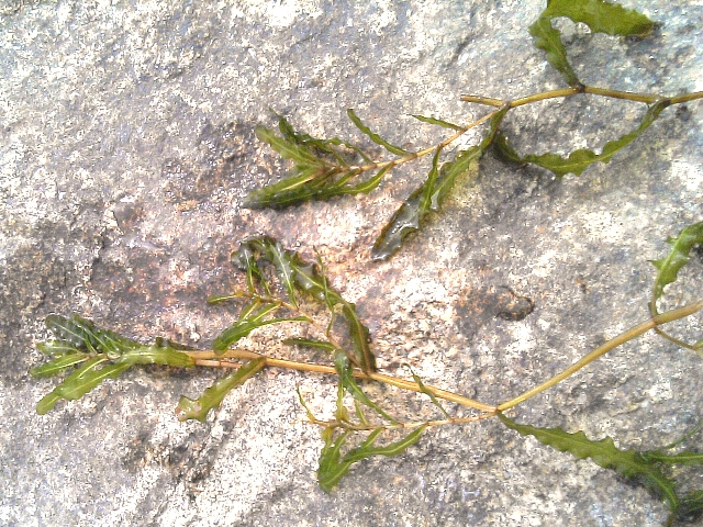 06 水辺の植物 エビモ ふらふら見聞録