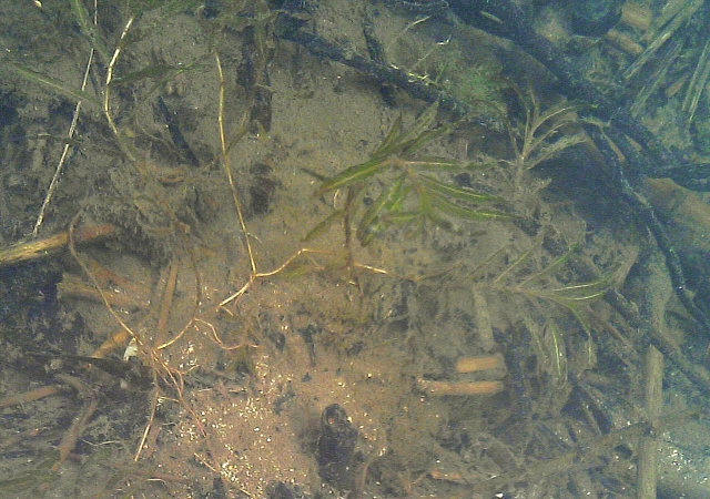 06 水辺の植物 エビモ ふらふら見聞録