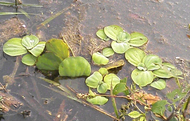 06 水辺の植物 ウォーターレタス ふらふら見聞録