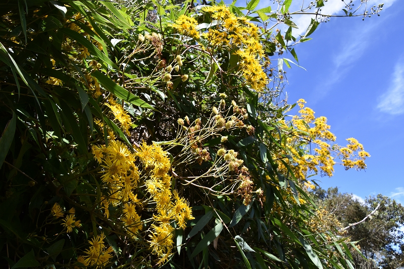 DSC_1346