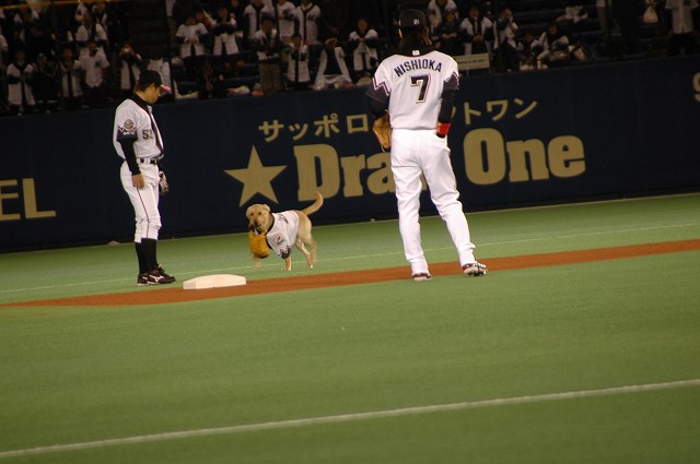 犬暴走2