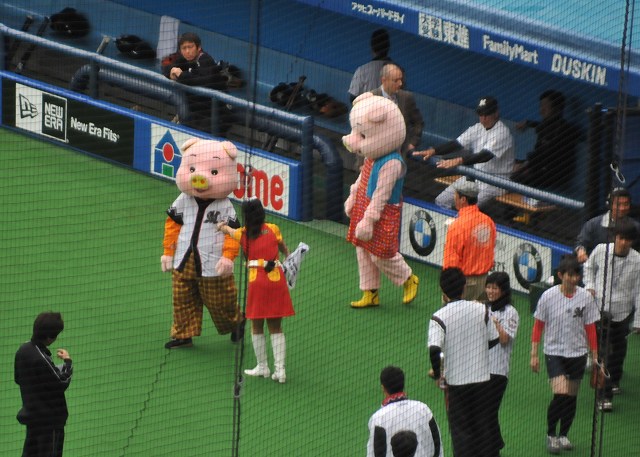 千葉県産ポークの宣伝で豚が来場