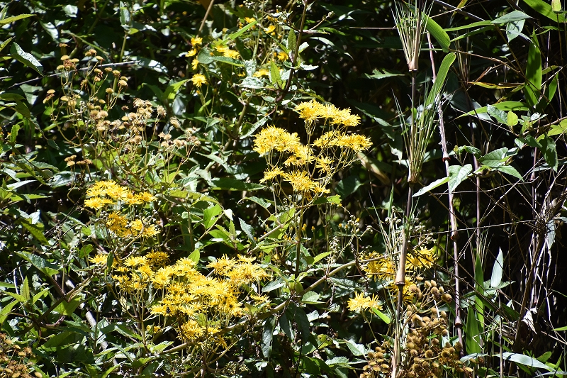 DSC_1339