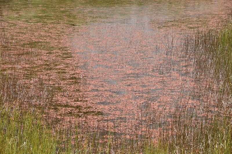 DSC_4363