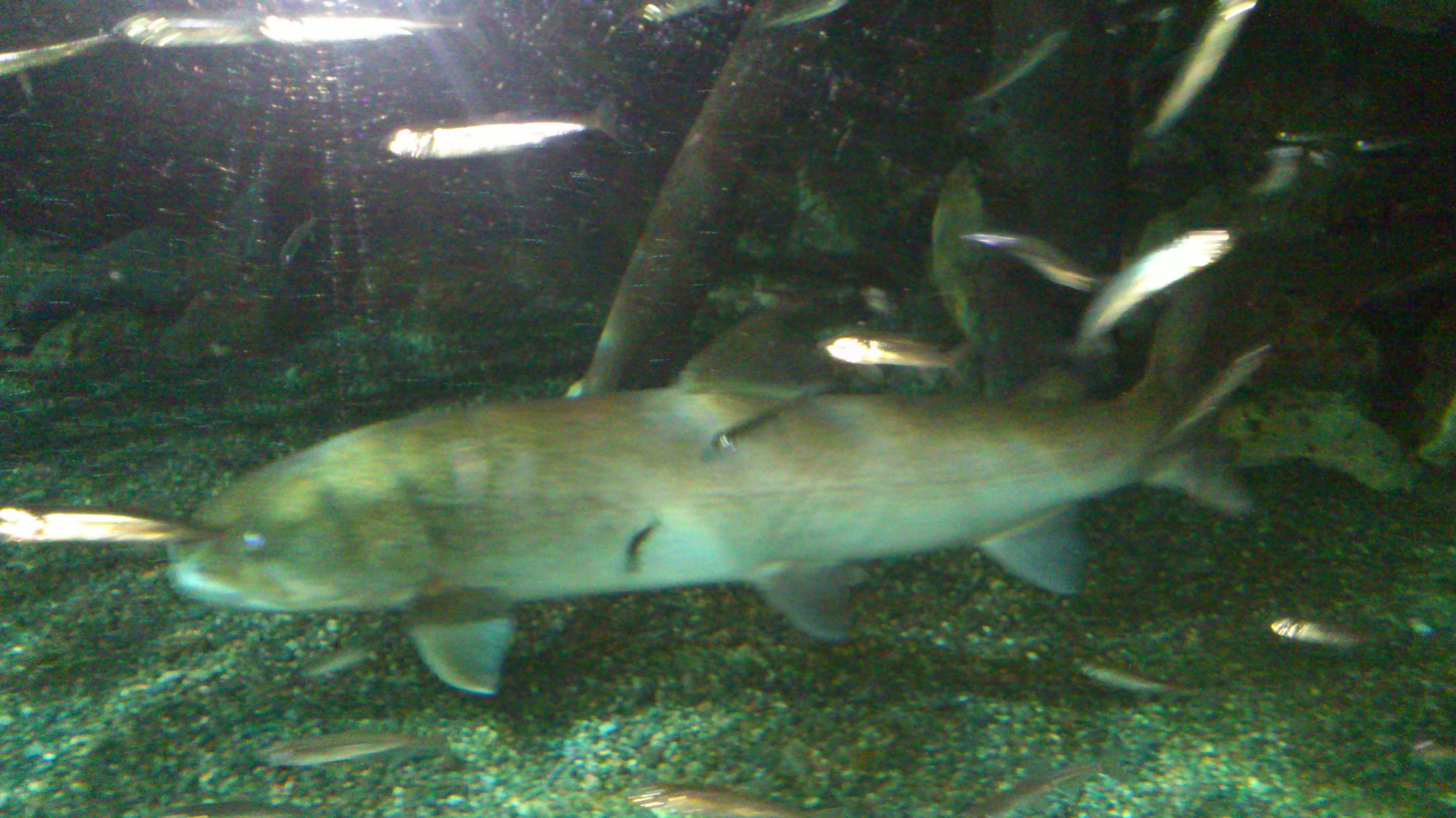 ぶらり散歩 北海道 幻の魚 イトウ 貸し切りバス 日本全国貸切バス 東京 神奈川