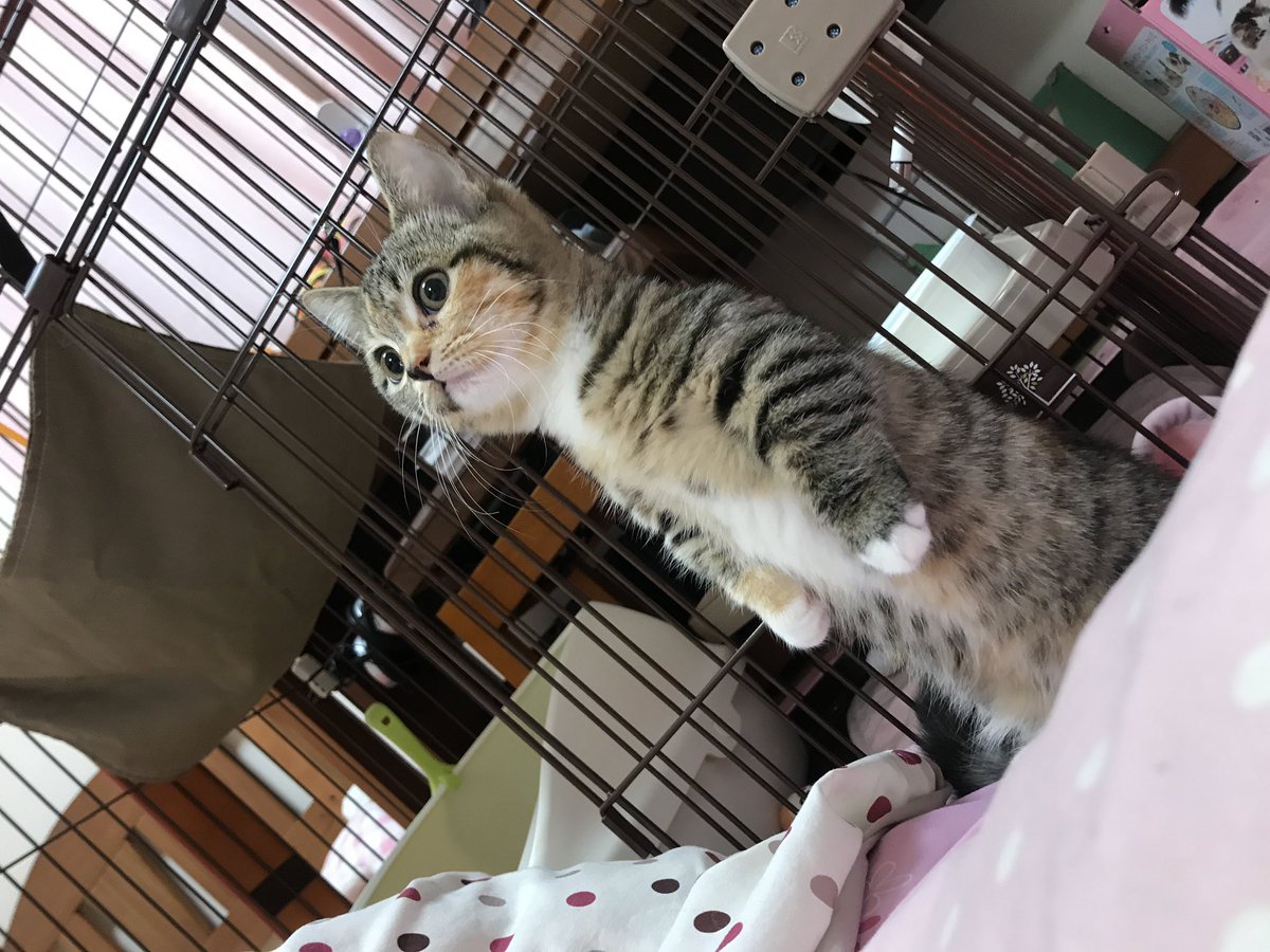 Twitterで話題 猫背じゃない猫 立ち姿が美しいニャ 画像 猫よっといで 動物みんなよっといで Come On Catsandanimals Twitterで話題 猫背じゃない猫 立ち姿が美しいニャ 画像 猫よっといで 動物みんなよっといで Come On Catsandanimals