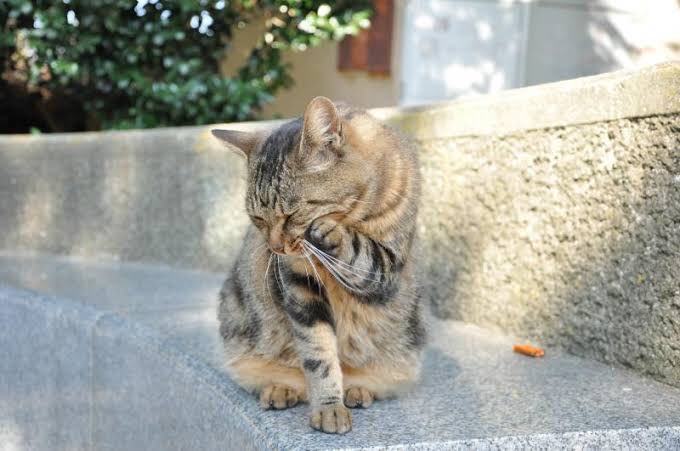 今日は猫の日 猫が顔を洗うと 猫の天気予報 猫よっといで 動物みんなよっといで Come On Catsandanimals