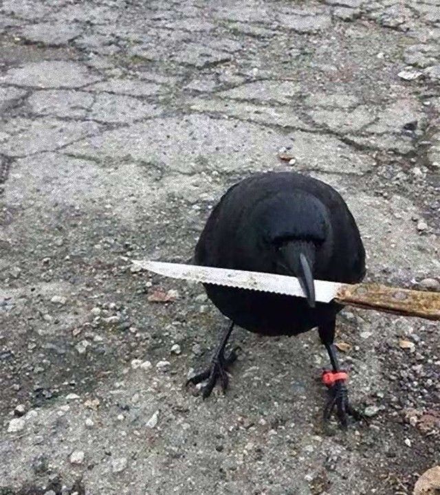crowsnanimals9_e