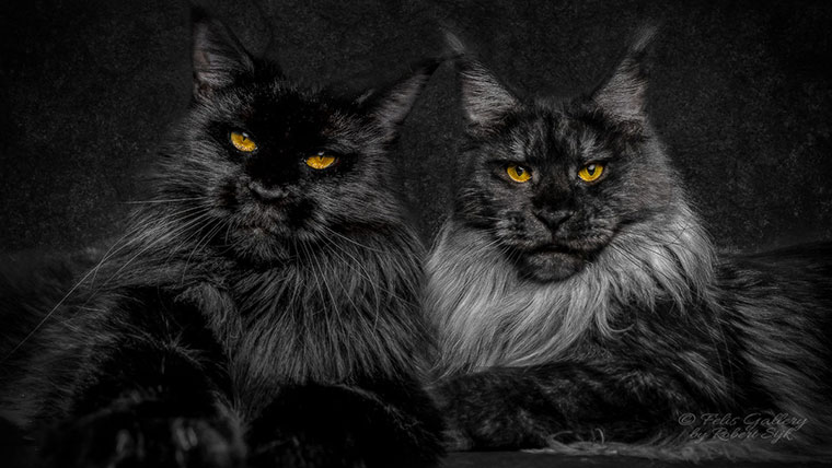 魔法使い風のキャプションも素敵 メインクーンの写真がいっぱいのインスタ 画像 猫よっといで 動物みんなよっといで Come On Catsandanimals 魔法使い風のキャプションも素敵 メインクーンの写真がいっぱいのインスタ 画像 猫よっといで 動物みんなよっといで Come On Catsandanimals