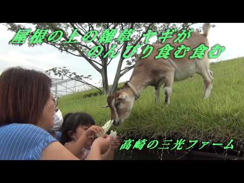 屋根の上で ヤギ 放し飼い 猫よっといで 動物みんなよっといで Come On Catsandanimals 屋根の上で ヤギ 放し飼い 猫よっといで 動物みんなよっといで Come On Catsandanimals