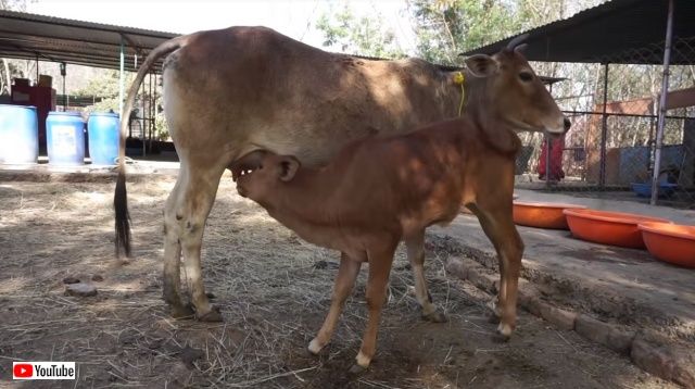 口をケガした子牛 救助されてお母さんといっしょ 動画 猫よっといで 動物みんなよっといで Come On Catsandanimals