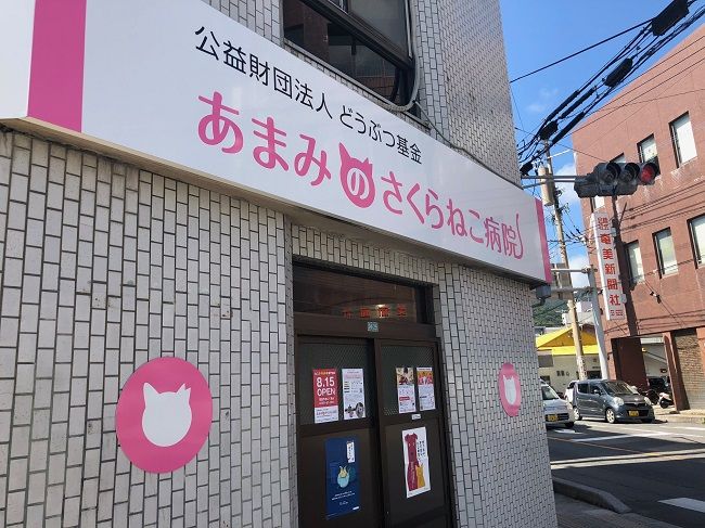 無料不妊手術あまみのさくらねこ病院