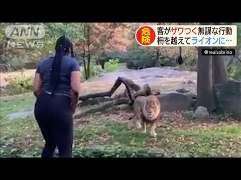 ライオンの柵の中に人が ニュース映像 ニューヨークの動物園 猫よっといで 動物みんなよっといで Come On Catsandanimals
