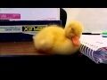 Baby Duck Can't Stay Awake - YouTube - Ceron