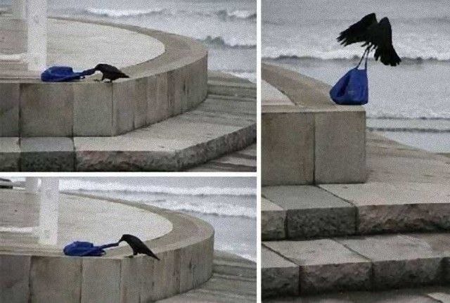 crowsnanimals7_e