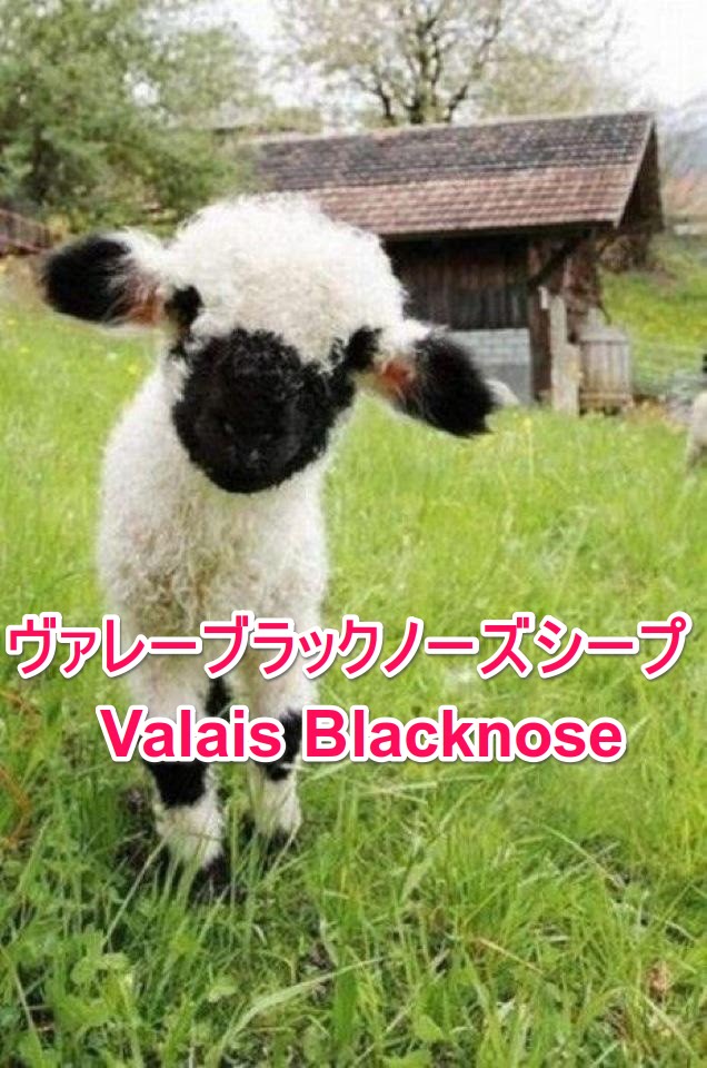 ヴァレーブラックノーズシープってかわいい羊 知っていますか 猫よっといで 動物みんなよっといで Come On Catsandanimals
