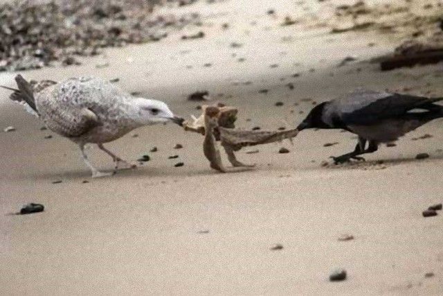 crowsnanimals5_e