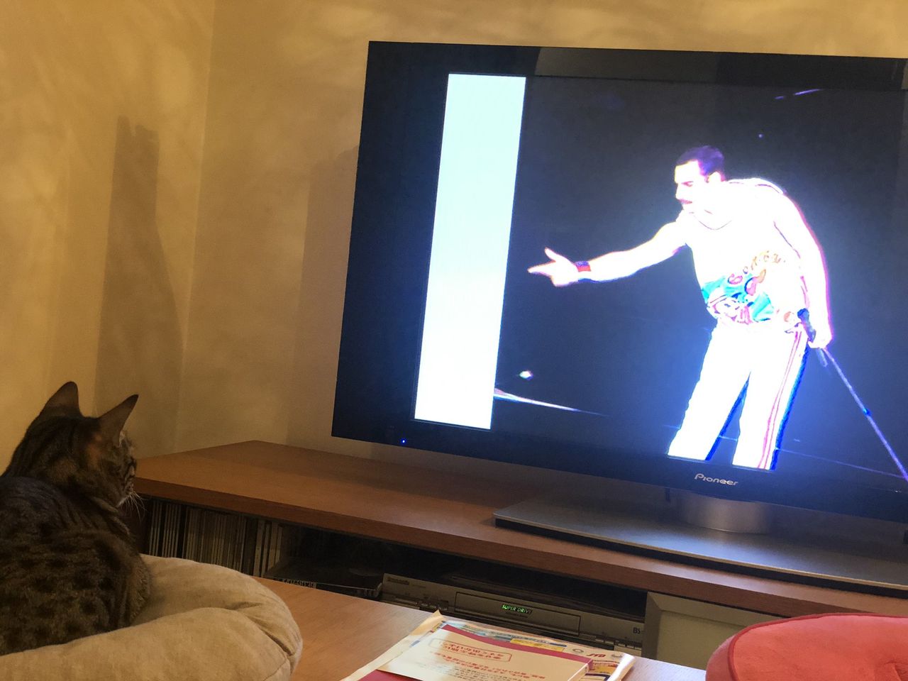 フレディ マーキュリーの 猫愛 の事実が次々と明かされる 猫よっといで 動物みんなよっといで Come On Catsandanimals フレディ マーキュリーの 猫愛 の事実が次々と明かされる 猫よっといで 動物みんなよっといで Come On Catsandanimals