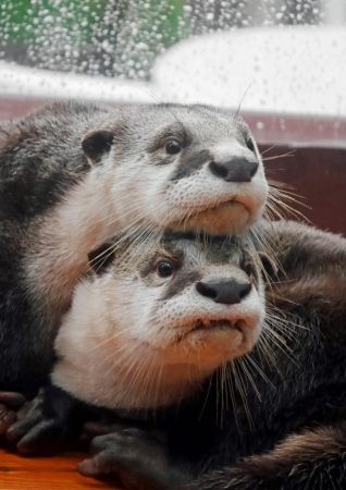 きらり&ひらり(ツメナシカワウソ)