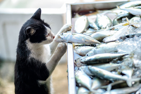2chより 猫 魚好き は日本だけ 猫よっといで 動物みんなよっといで Come On Catsandanimals 2chより 猫 魚好き は日本だけ 猫よっといで 動物みんなよっといで Come On Catsandanimals