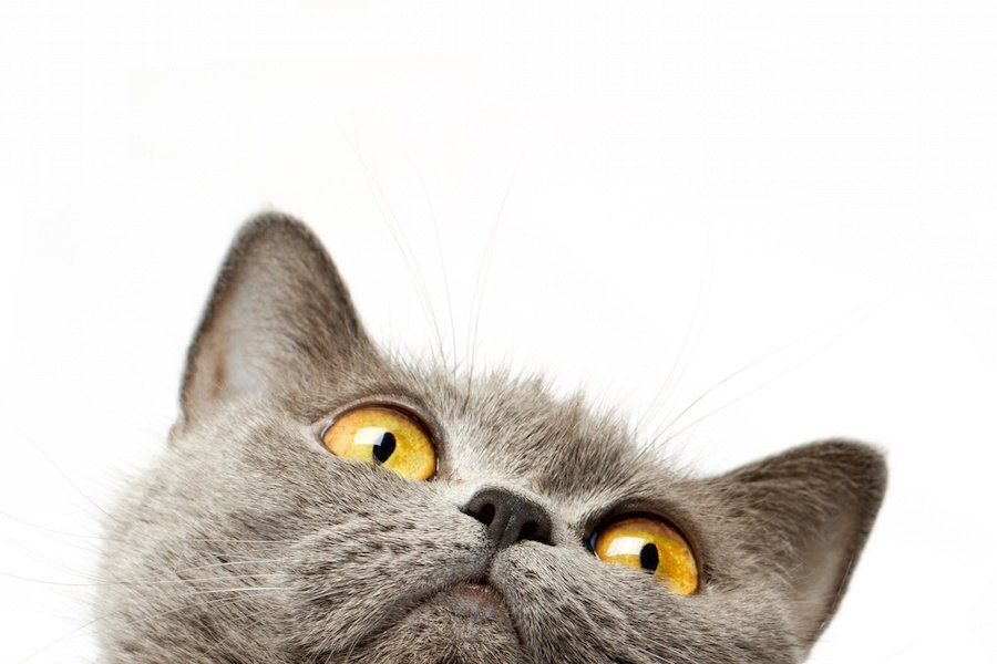 上を見ている猫の顔アップ