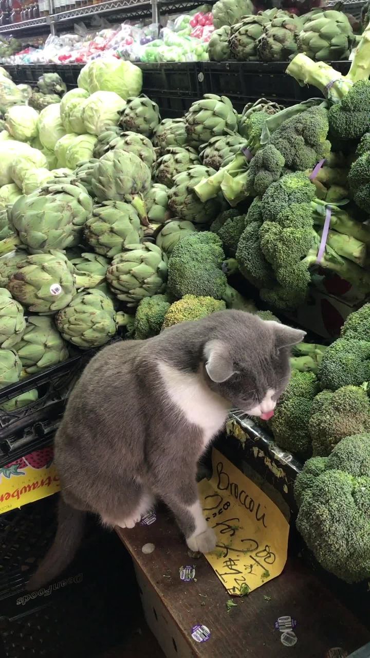 猫がスーパーでブロッコリーをむさぼっている 動画 カリフォルニア州 猫よっといで 動物みんなよっといで Come On Catsandanimals