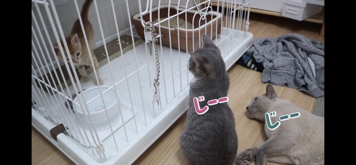 モコくんも一緒にジーッ