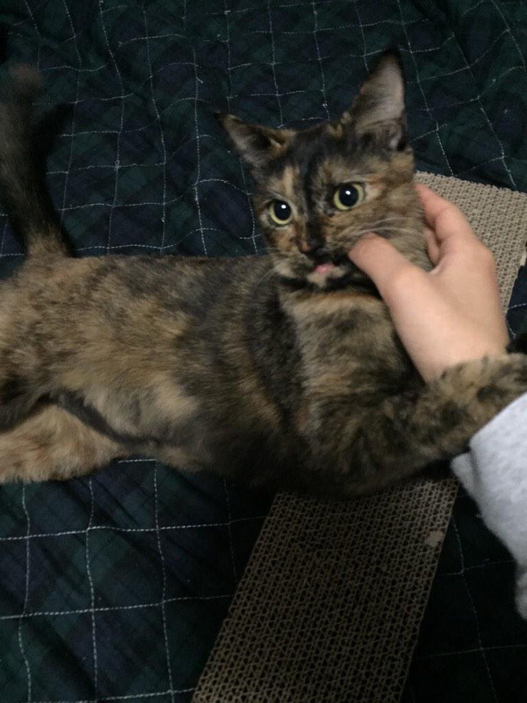 3月1日は さび猫の日 だったそうな さび猫写真 猫よっといで 動物みんなよっといで Come On Catsandanimals 3月1日は さび猫の日 だったそうな さび猫写真 猫よっといで 動物みんなよっといで Come On Catsandanimals