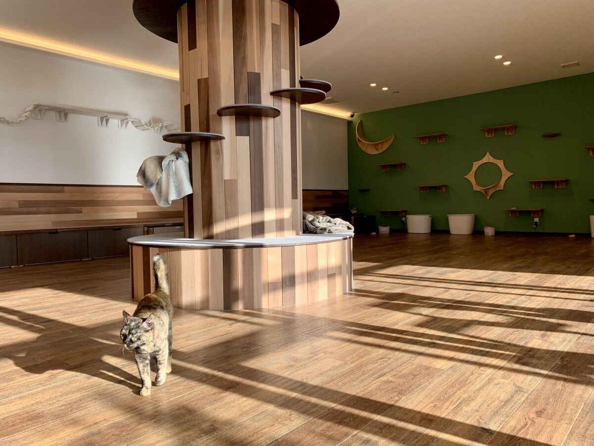 猫の日 新しいかたちの猫カフェopen 佐賀 猫よっといで 動物みんなよっといで Come On Catsandanimals 猫の日 新しいかたちの猫カフェopen 佐賀 猫よっといで 動物みんなよっといで Come On Catsandanimals
