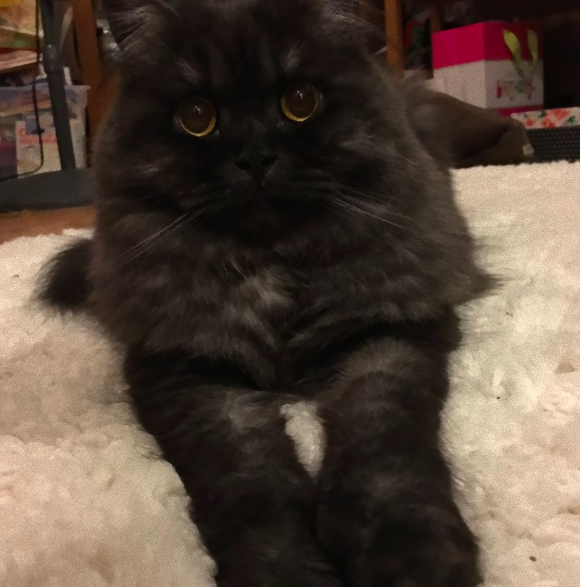 猫のサマーカットがアコーディオンカットに 画像 猫よっといで 動物みんなよっといで Come On Catsandanimals 猫のサマーカットがアコーディオンカットに 画像 猫よっといで 動物みんなよっといで Come On Catsandanimals