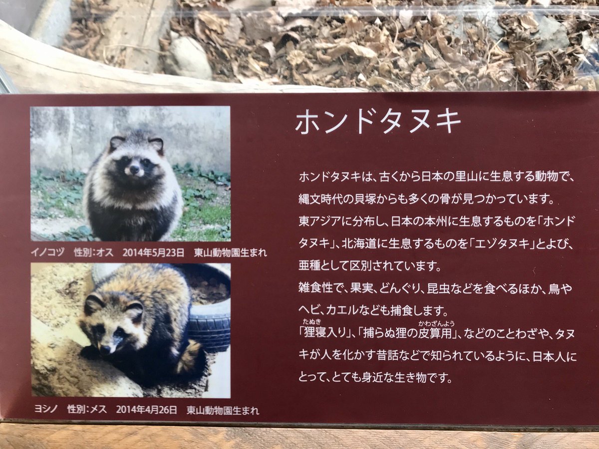 アクアマリンふくしまにホンドダヌキ 猫よっといで 動物みんなよっといで Come On Catsandanimals アクアマリンふくしまにホンドダヌキ 猫よっといで 動物みんなよっといで Come On Catsandanimals