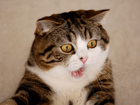 猫たちは なぜかキュウリに驚いちゃうのです 写真 猫よっといで 動物みんなよっといで Come On Catsandanimals 猫たちは なぜかキュウリに驚いちゃうのです 写真 猫よっといで 動物みんなよっといで Come On Catsandanimals
