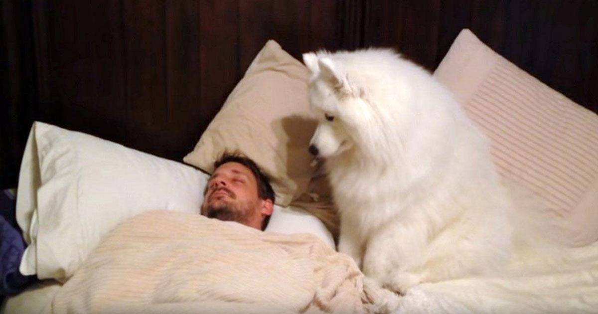 散歩に行きたいサモエド犬のレキシー 動画 猫よっといで 動物みんなよっといで Come On Catsandanimals 散歩に行きたいサモエド犬のレキシー 動画 猫よっといで 動物みんなよっといで Come On Catsandanimals