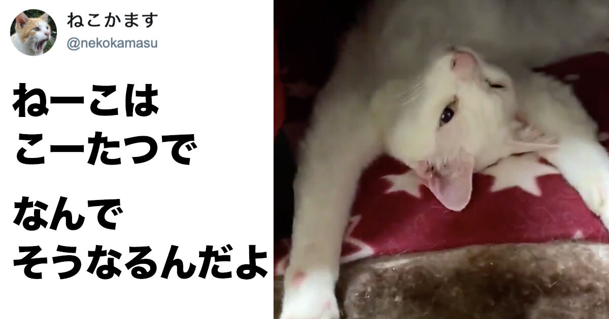 Twitterで話題 猫はこたつで 画像 猫よっといで 動物