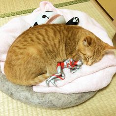 ウルトラマンに見守られて育ったネコ 猫よっといで 動物みんなよっといで Come On Catsandanimals