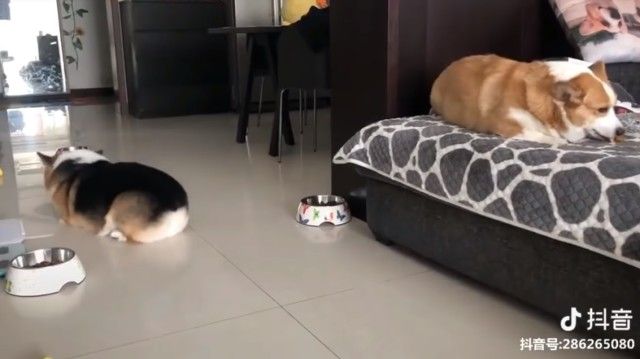 corgis4_e_e