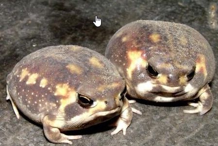 人気の動画 アメフクラガエル 和名は きなこまぶしわらびもちがえる 猫よっといで 動物みんなよっといで Come On Catsandanimals 人気の動画 アメフクラガエル 和名は きなこまぶしわらびもちがえる 猫よっといで 動物みんなよっといで Come On Catsandanimals