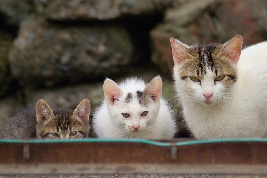 警戒してこちらを見る猫の親子