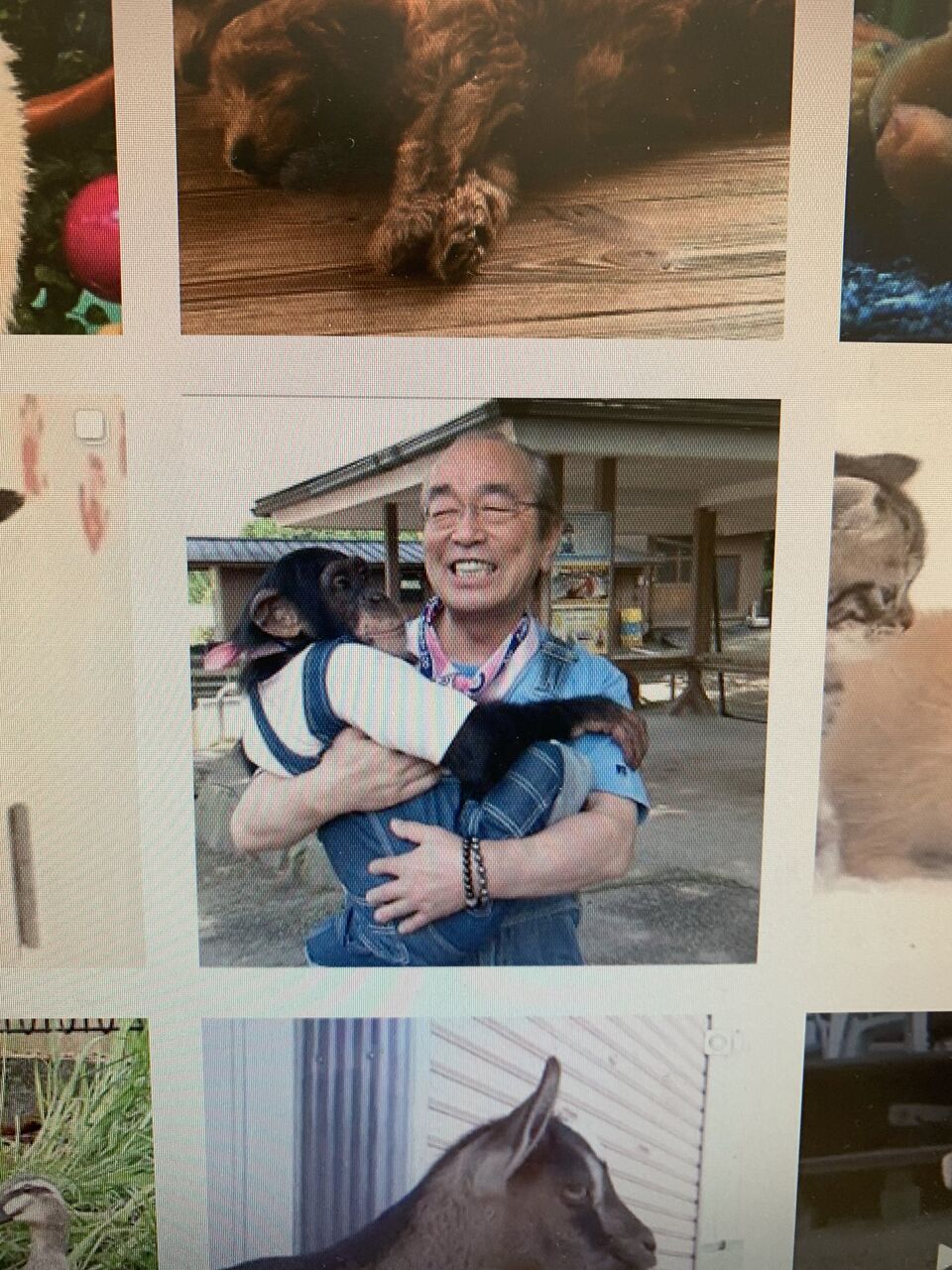 志村どうぶつ園 たくさんのファンが追悼 猫よっといで 動物みんなよっといで Come On Catsandanimals 志村どうぶつ園 たくさんのファンが追悼 猫よっといで 動物みんなよっといで Come On Catsandanimals