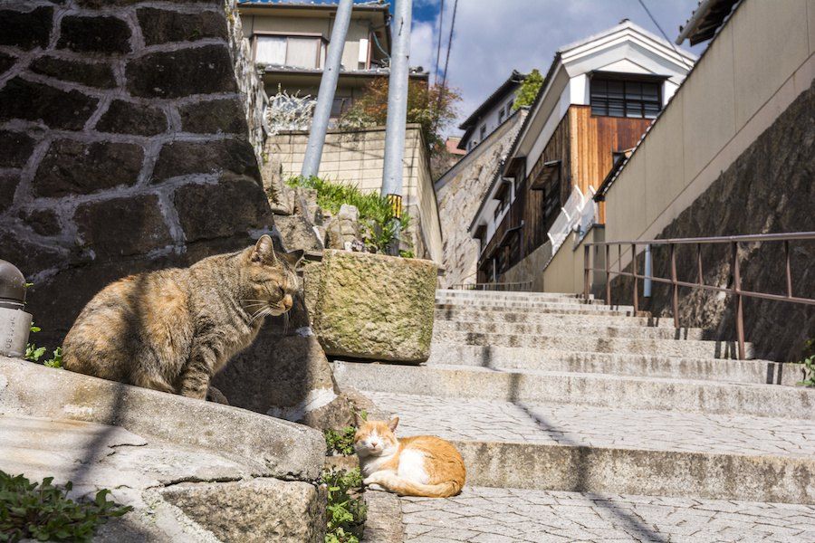 尾道の街並みとくつろぐ猫