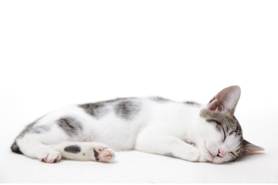横になって眠っている猫