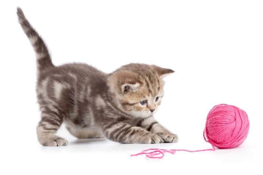 ピンクの毛糸玉で遊ぶ子猫