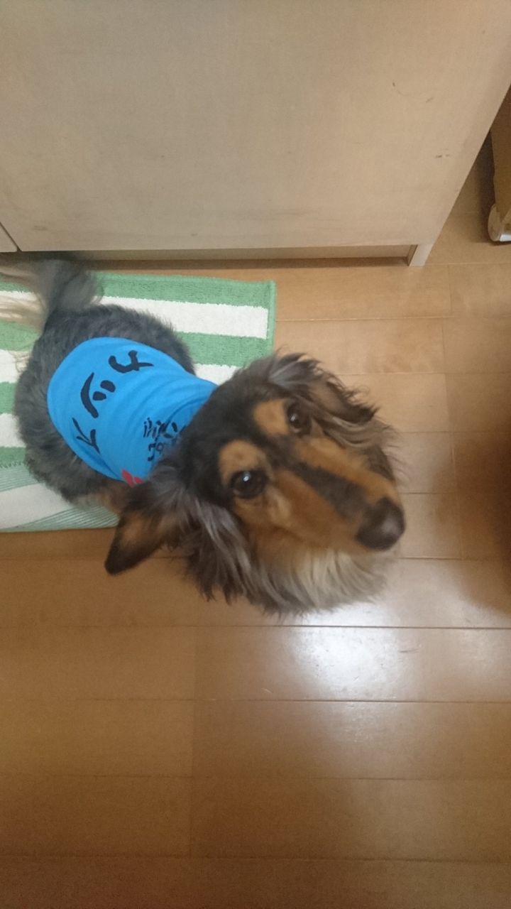 きゃりーぱみゅぱみゅの あめちゃん snsでも大好評 猫よっといで 動物みんなよっといで Come On Catsandanimals きゃりーぱみゅぱみゅの あめちゃん snsでも大好評 猫よっといで 動物みんなよっといで Come On Catsandanimals