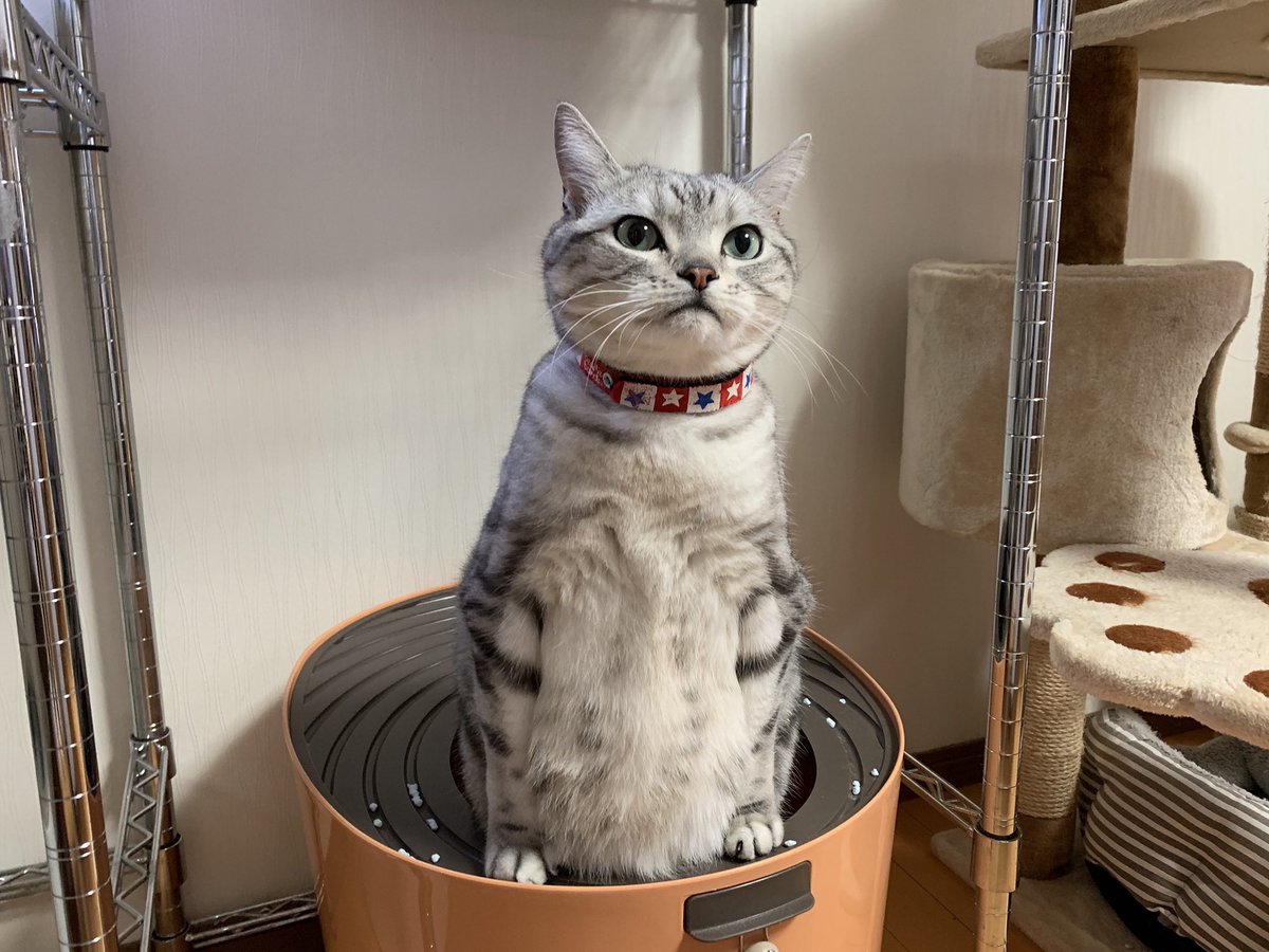 Twitterで話題 みなさんが静かになるまで5分かかりました と猫先生 猫よっといで 動物みんなよっといで Come On Catsandanimals