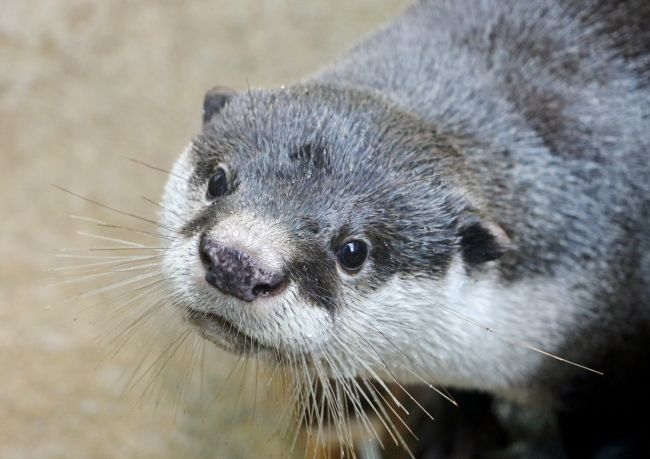 くるり(ツメナシカワウソ)