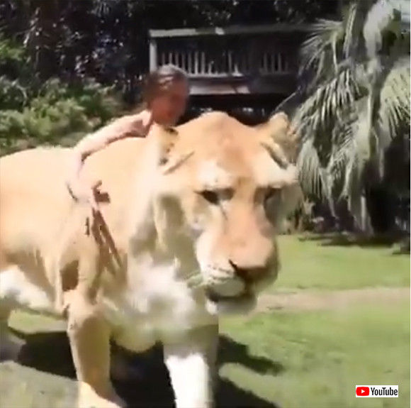 ライガー ライオン父さんとトラ母さんのこども 動画 猫よっといで 動物みんなよっといで Come On Catsandanimals ライガー ライオン父さんとトラ母さんのこども 動画 猫よっといで 動物みんなよっといで Come On Catsandanimals